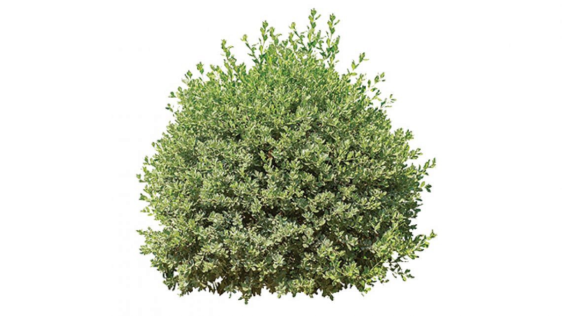 הכירו את השיח הפמיניסטי. תמונה: shutterstock הכירו את השיח הפמיניסטי. תמונה: shutterstock