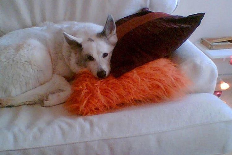 נס (צילום: מערכת טיים אאוט)