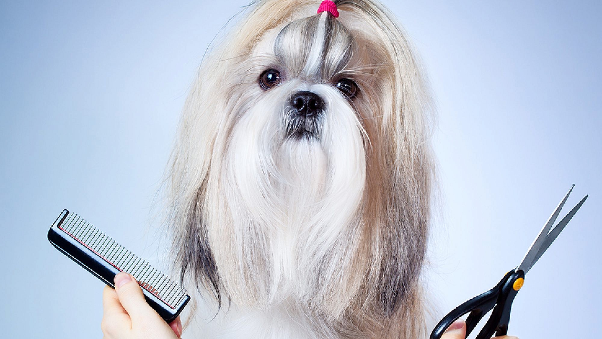 תספורות לכלבים. צילום: Shutterstock