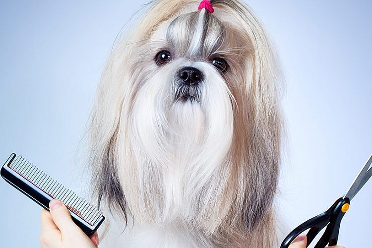 תספורות לכלבים. צילום: Shutterstock