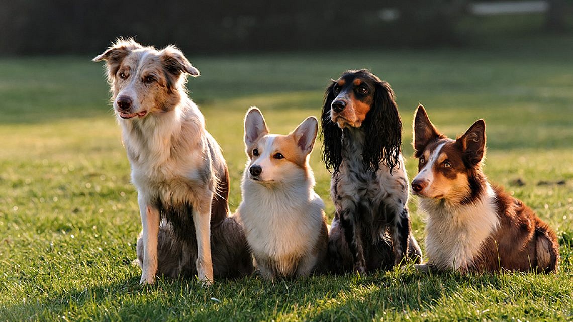 כלבים. צילום: Shutterstock