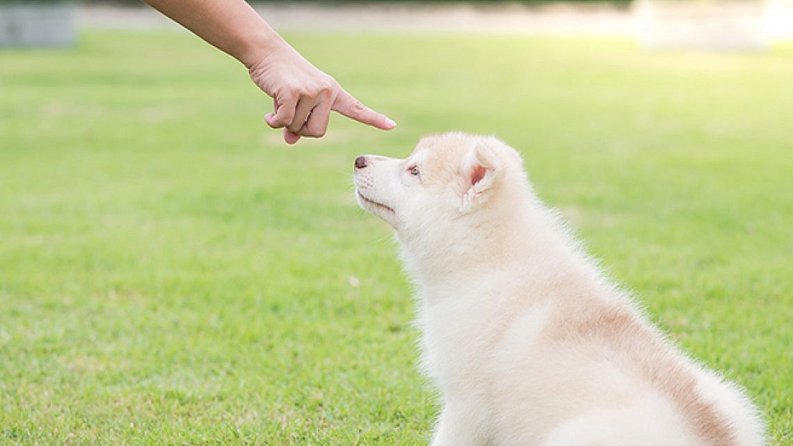 אילוף כלבים. צילום: Shutterstock