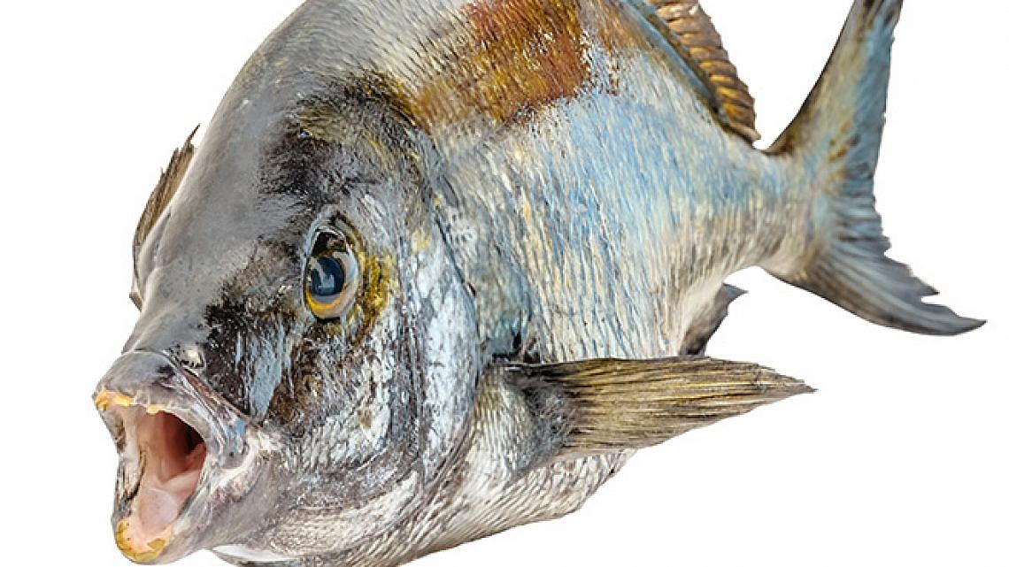 נשכן. דג הסרגוס (צילום: Shutterstock)
