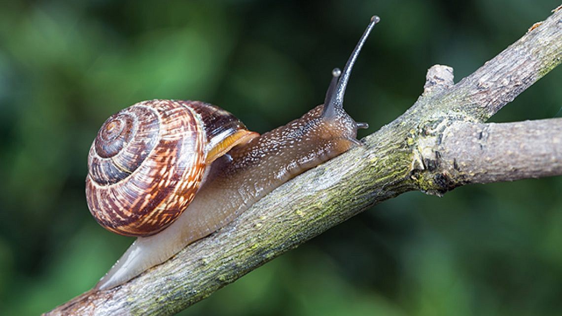 חילזון הגינה האירופאי. צילום: shutterstock