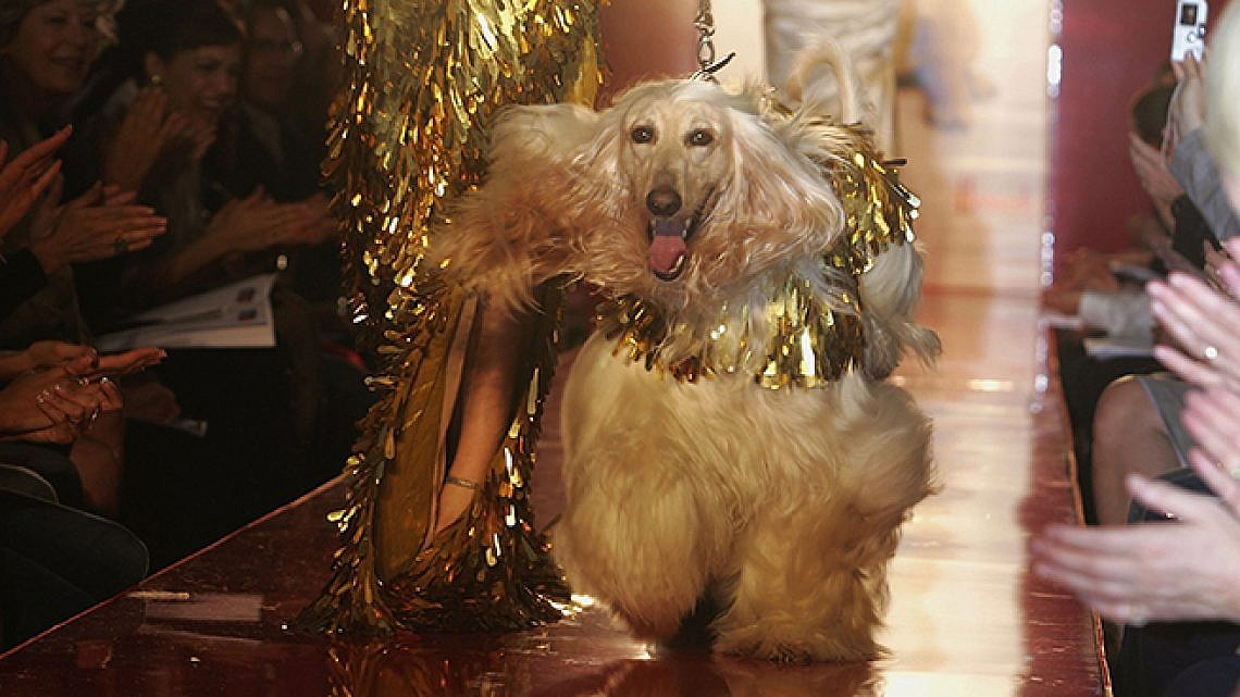 כלב שמדגים איך עושים את זה נכון בתצוגת אופנה לכלבים בלונדון. צילום: Jo Hale/Getty Images