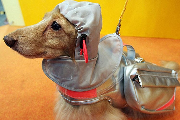 כלב מדגמן מעיל גשם יפה וגם שימושי שנועד למצבי חירום. צילום: Junko Kimura/Getty Images