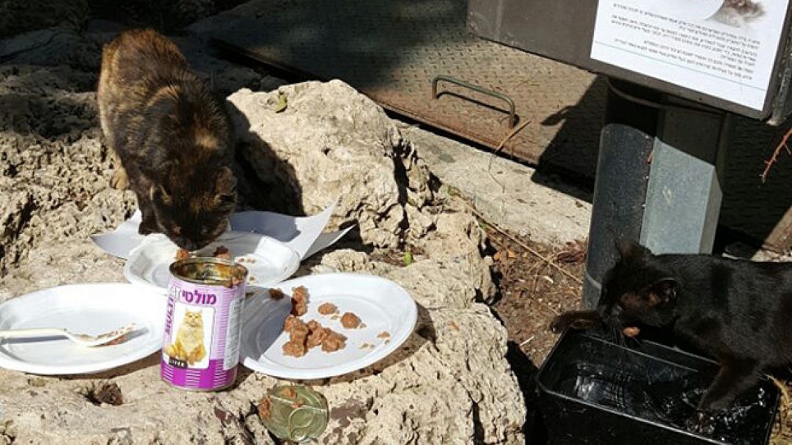פינת האכלת חתולים מוסדרת (צילום: עיריית תל אביב)