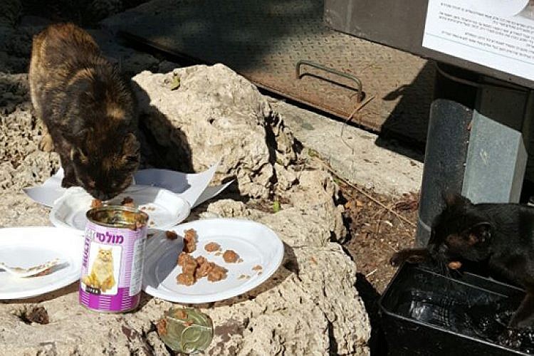 פינת האכלת חתולים מוסדרת (צילום: עיריית תל אביב)