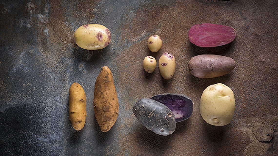 כמו ציור של רובושון, זני תפוחי אדמה. צילום: אנטולי מיכאלו