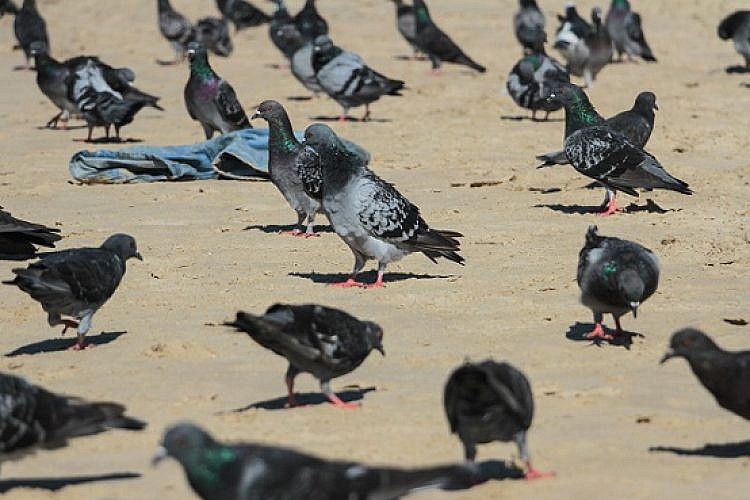יונים בחוף פרישמן (צילום: shutterstock)