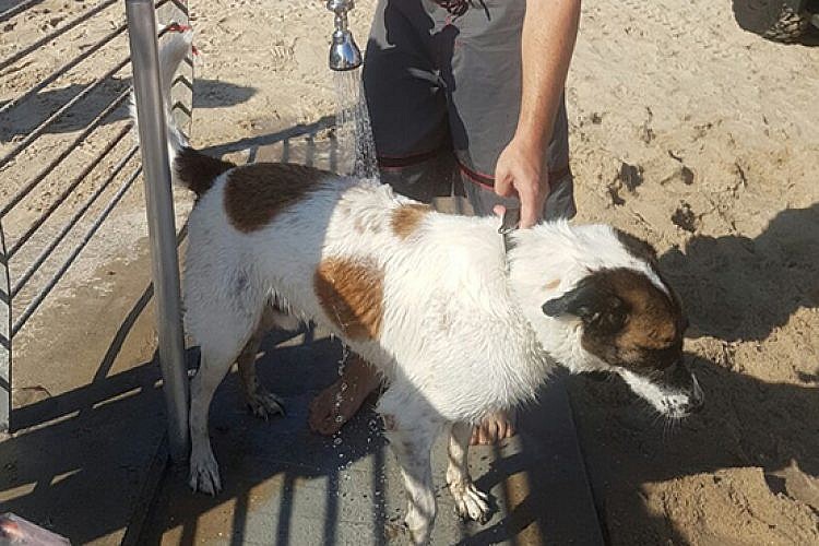 חלום רטוב. כלב מתקלח בחוף (צילום: עיריית תל אביב-יפו)