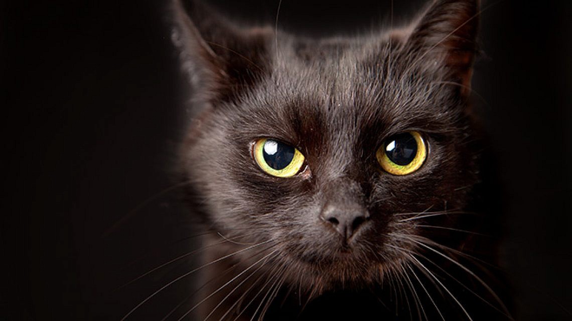 חתול שחור. צילום: שאטרסטוק