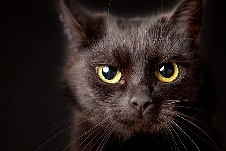 חתול שחור. צילום: שאטרסטוק