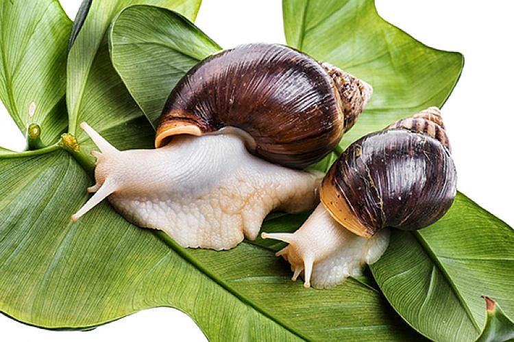 חילזון. צילום: שאטרסטוק