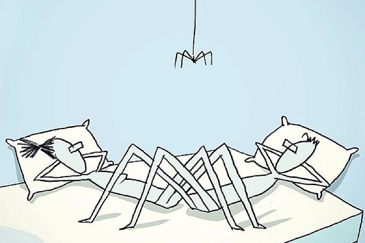 סלפיש. איור: יובל רוביצ'ק