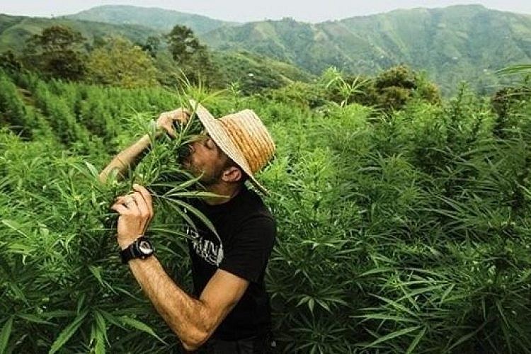 מתוך "kings of cannabis"