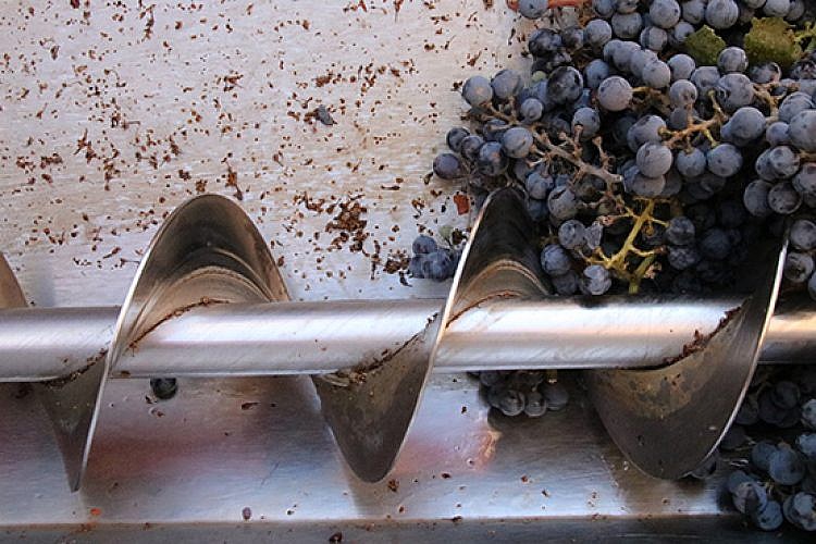 ייצור יין ביקב דרימיה. צילום: נאוה מובשוביץ