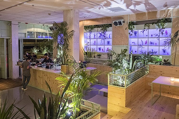 פאי. צילום: אנטולי מיכאלו