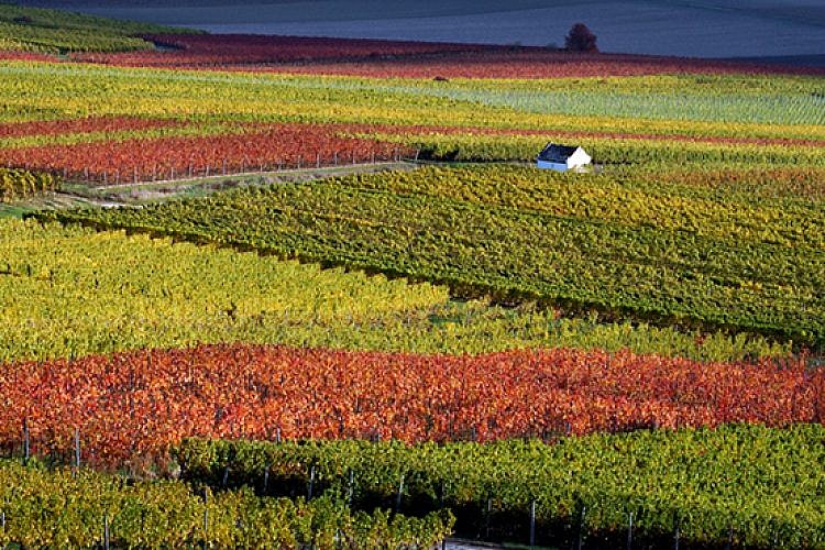 כמה השכירות כאן? הכרמים של בלו נאן. צילום: יחצ