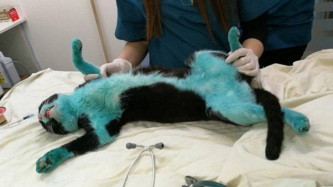 בימים פחות טובים. החתול הכחול במהלך הטיפול במרפאה. צילום: Cats of Israel