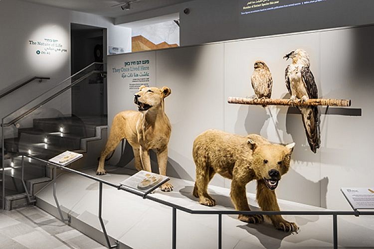 דב, אריה, אזניה ופרס במוזיאון הטבע ע"ש שטיינהרדט (צילום: איתי בנית)