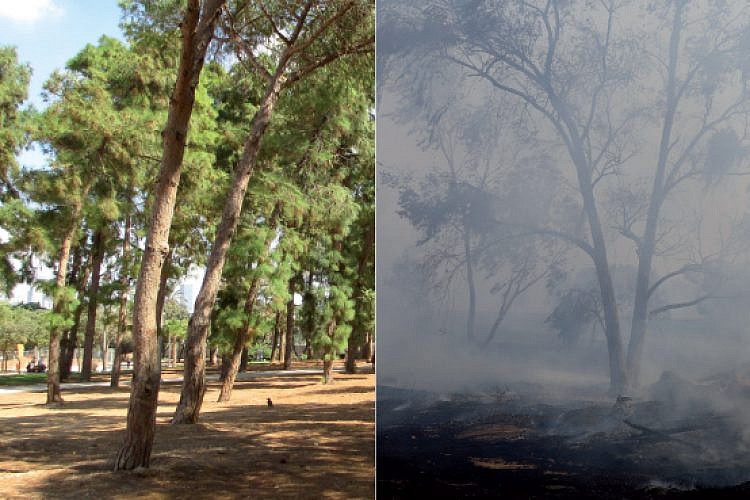קצת פרופורציות. שרפה ליד כיסופים (בתמונה מימין) שכילתה שטח גדול פי חמישה מפארק החורשות בתל אביב (בתמונה משמאל) | (צילום: getty וד"ר אבישי טייכר)