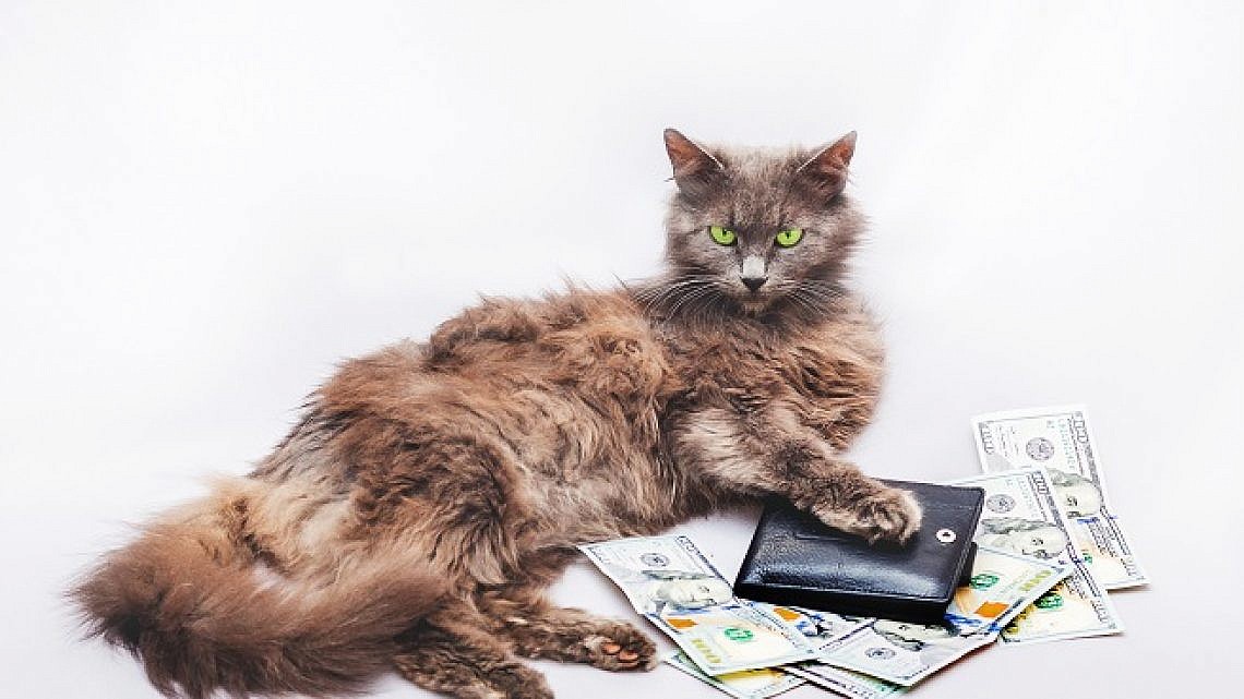חתול עשיר. צילום: Shutterstock