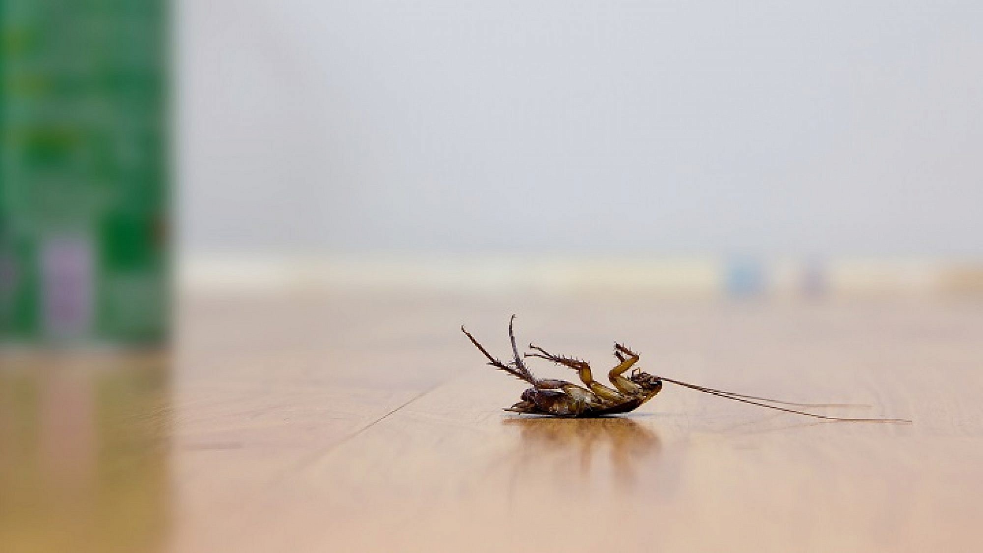 ג'וק (צילום: shutterstock)