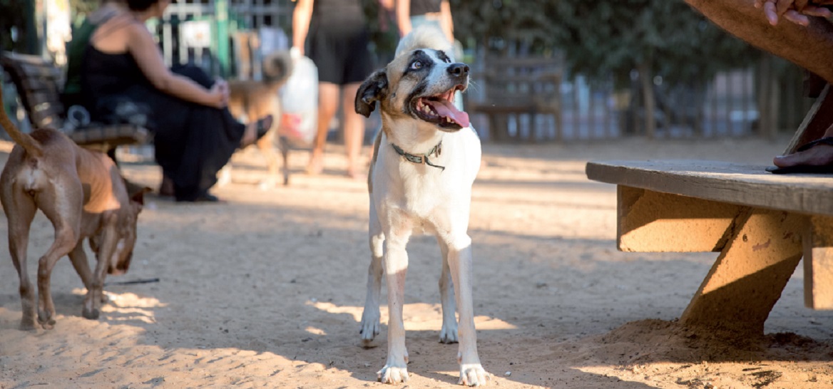 גינת כלבים בגן מאיר (צילום: דין אהרוני רולנד)