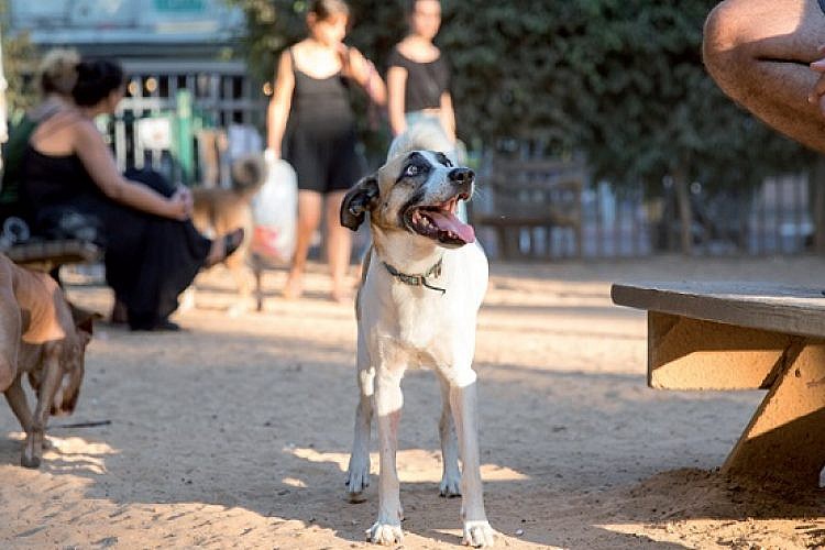 גינת כלבים בגן מאיר (צילום: דין אהרוני רולנד)