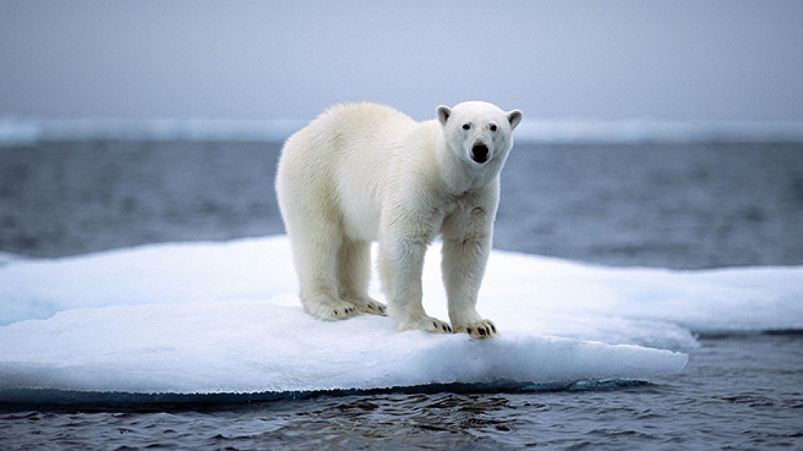 דוב קוטב (צילום: Getty Images)