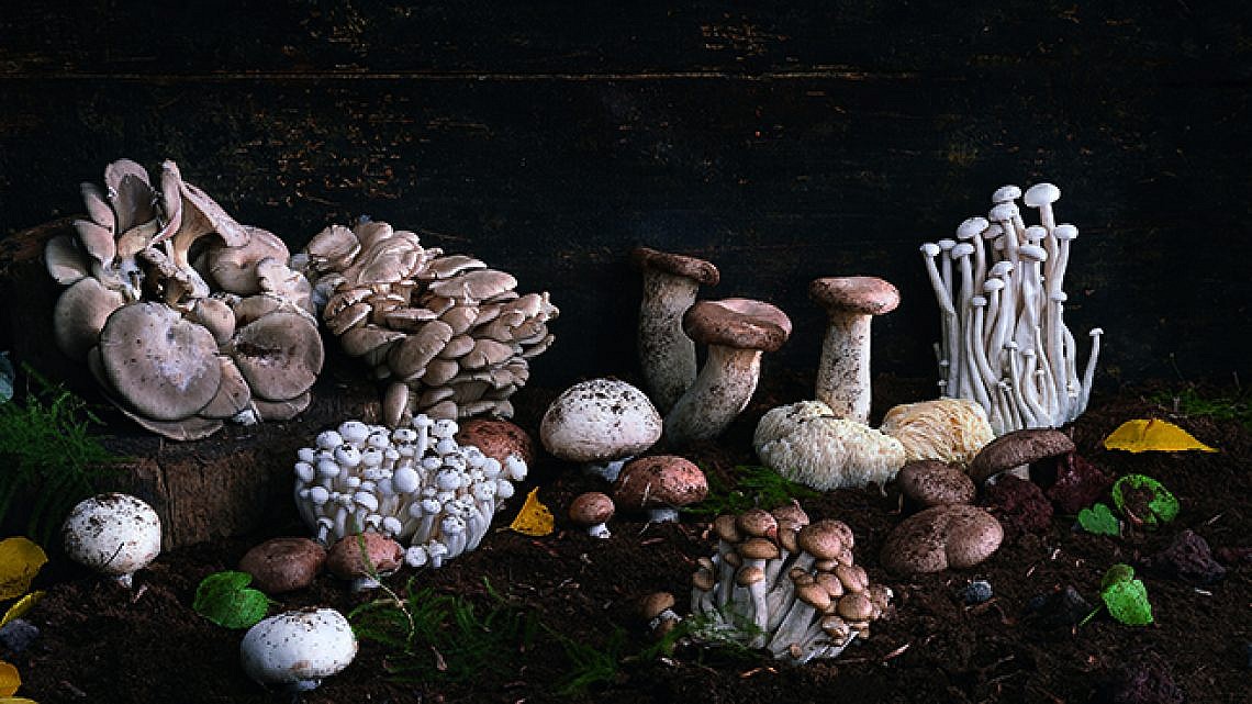 הפטרייה שלכם חזרה (צילום: אנטולי מיכאלו)