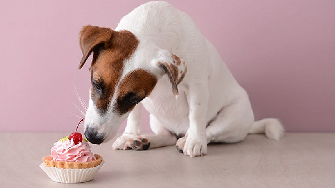 איך כלבי האלפיון חוגגים יום הולדת? אילוסטרציה: שאטרסטוק