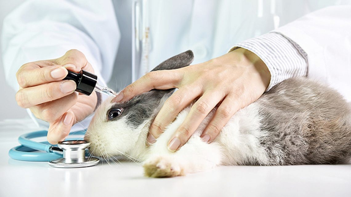 ניסויים בבעלי חיים (צילום: Shutterstock)