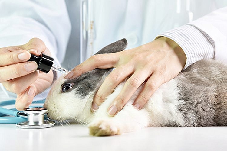 ניסויים בבעלי חיים (צילום: Shutterstock)