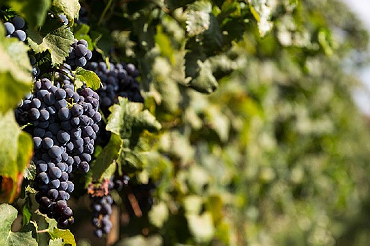 חורף של סירה. צילום: שגיא מורן