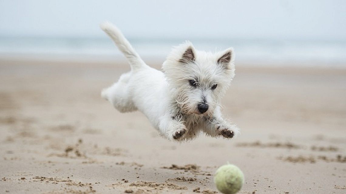 מה צריך לעשות לפני שיוצאים לחופשה עם הכלב? (צילום: Shutterstock)