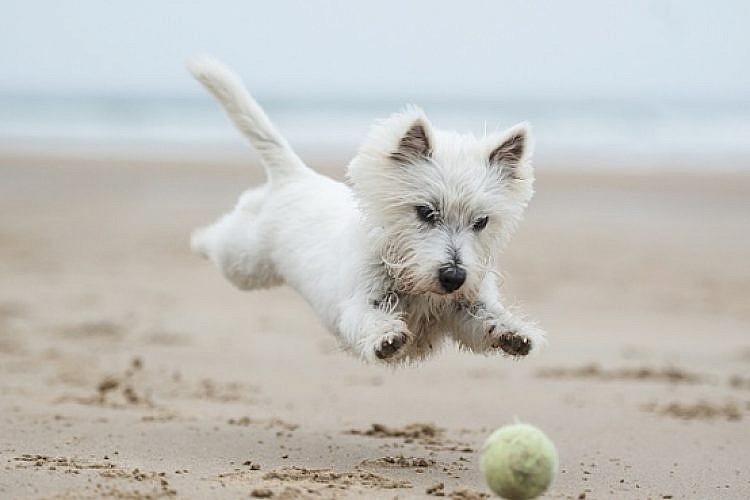מה צריך לעשות לפני שיוצאים לחופשה עם הכלב? (צילום: Shutterstock)