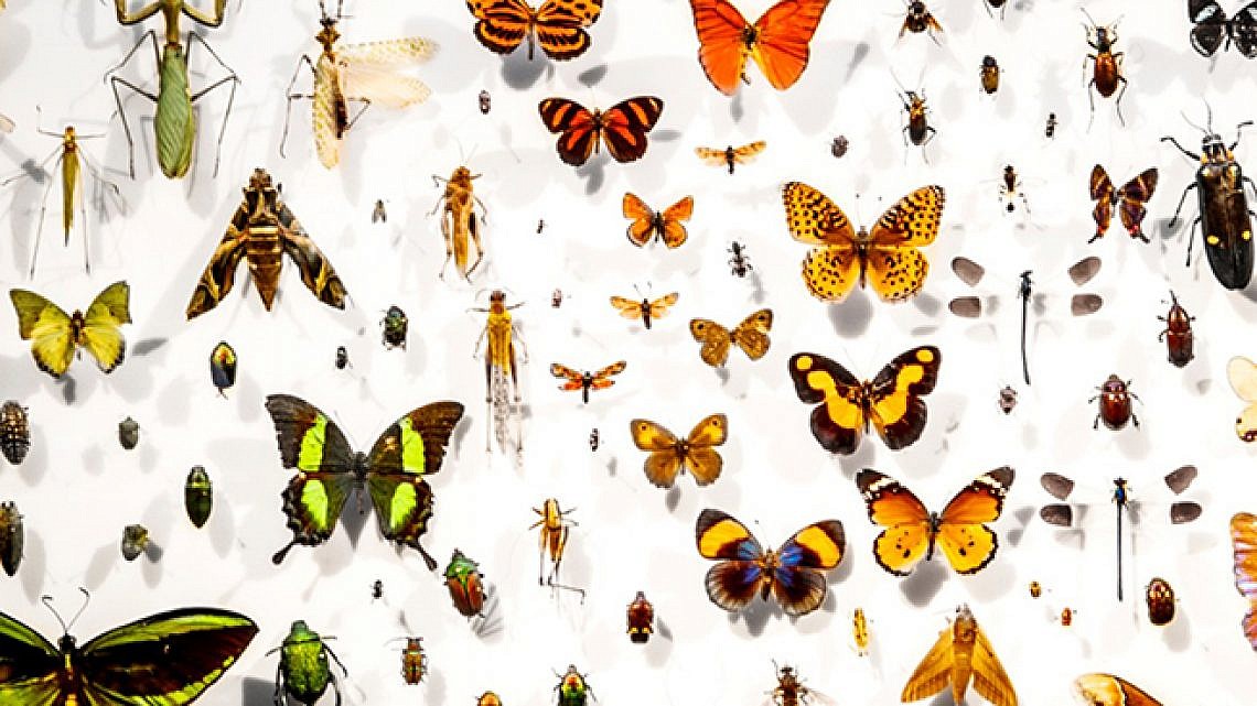 קיר הפרפרים במוזיאון הטבע (צילום: איתי בנית) קיר הפרפרים במוזיאון הטבע (צילום: איתי בנית)