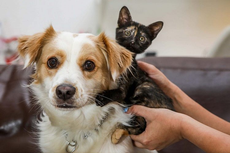 קאליסי החתולה וג'ון סנואו הכלב. צילום: שלומי יוסף