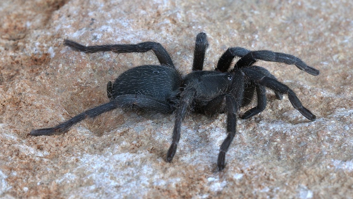 Черный паук виды и фото