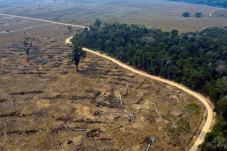 יער באמזונס אחרי שריפה (צילום: Getty Images)