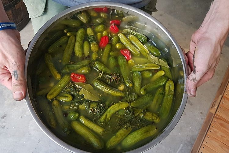 איו החמצה. פיקל ג׳אר ביפו (צילום: שרון בן דוד) איו החמצה. פיקל ג׳אר ביפו (צילום: שרון בן דוד)