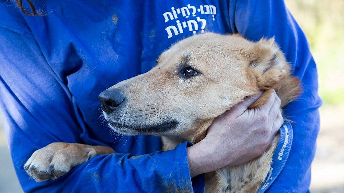 קחו אותו כבר! יום אימוץ כלבים (צילום: יואב בן דב) קחו אותו כבר! יום אימוץ כלבים (צילום: יואב בן דב)