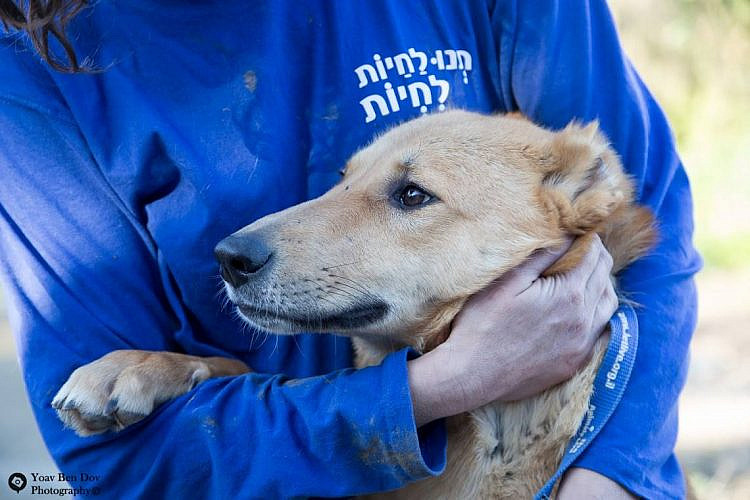קחו אותו כבר! יום אימוץ כלבים (צילום: יואב בן דב)