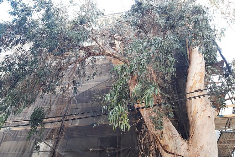 האקליפטוס בלילנבלום 17 (צילום: יקיר בן מאור)