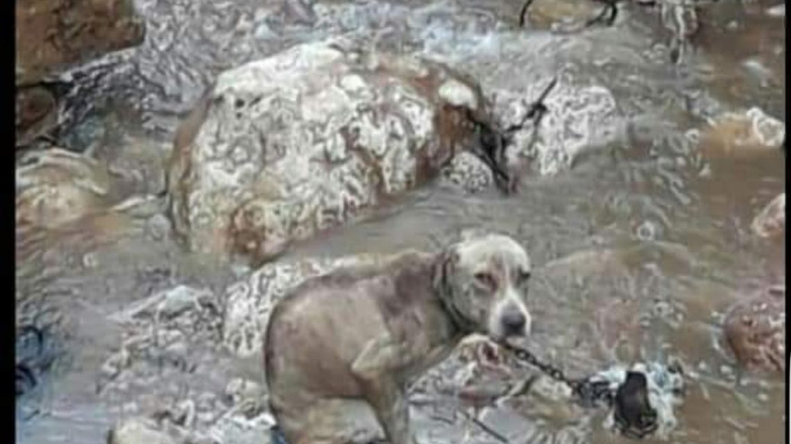 הכלב שנקשר לסלע בסמוך לירכא וטבע למוות