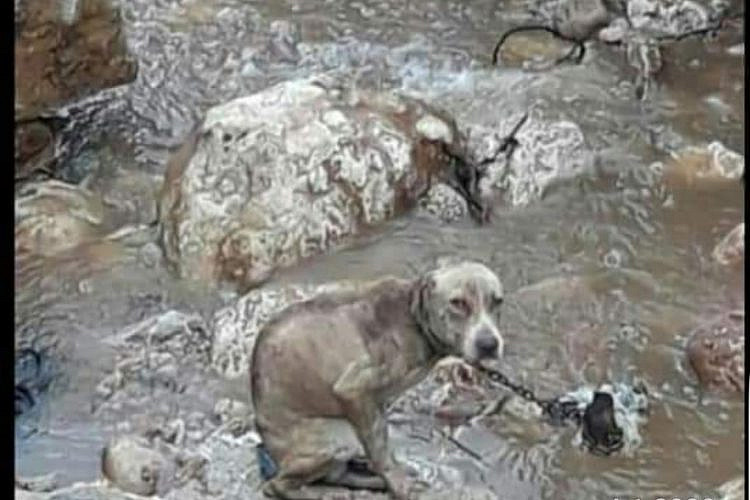 הכלב שנקשר לסלע בסמוך לירכא וטבע למוות