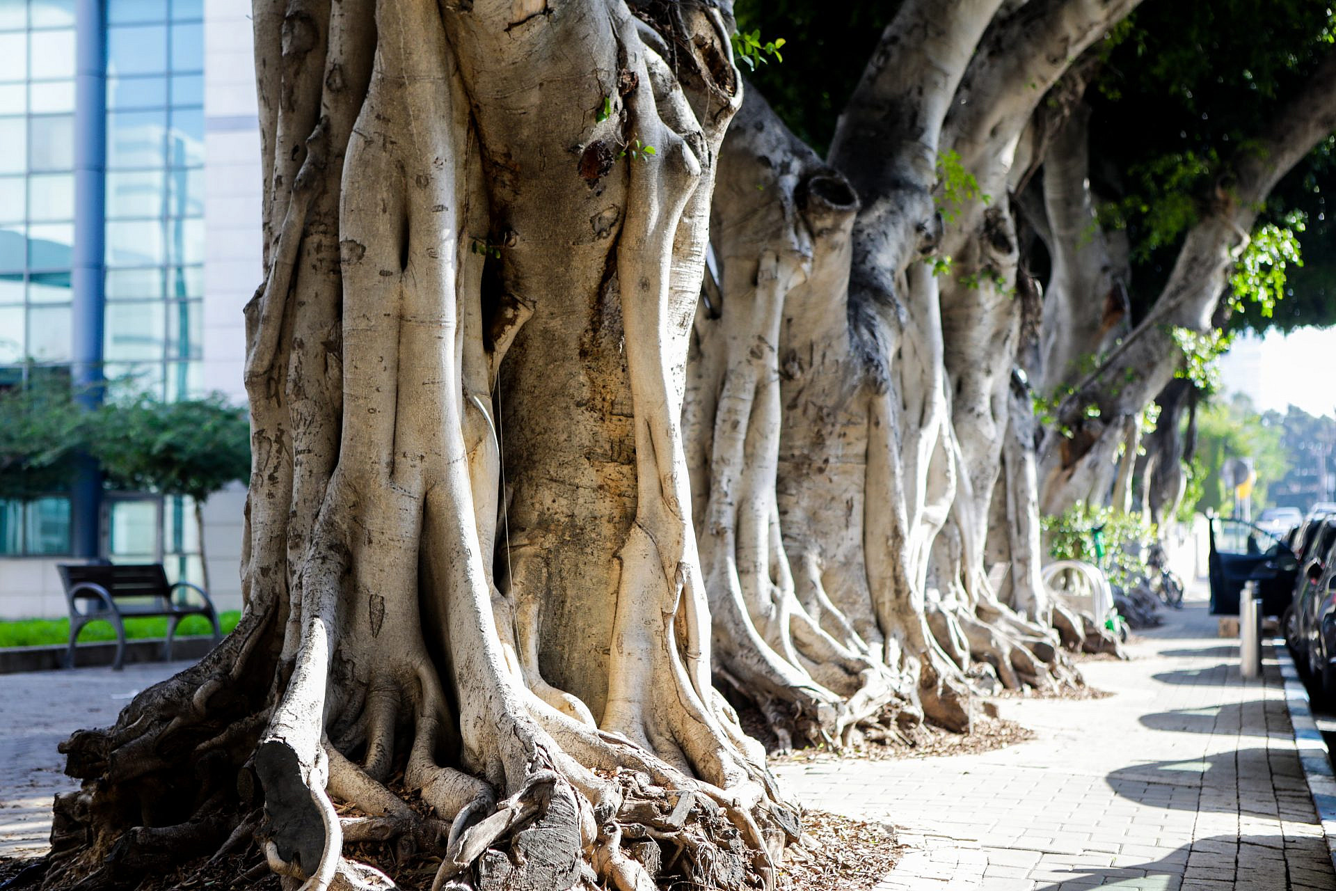 העץ הכי מצל בעיר. פיקוסים בתל אביב (צילום: שלומי יוסף)