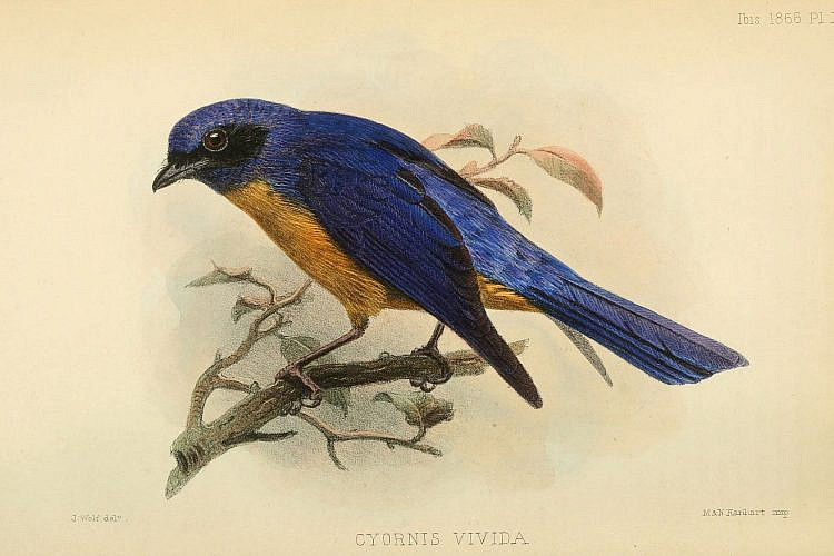 בול למרפסת שירות. איור מתוך Biodiversity Heritage Library
